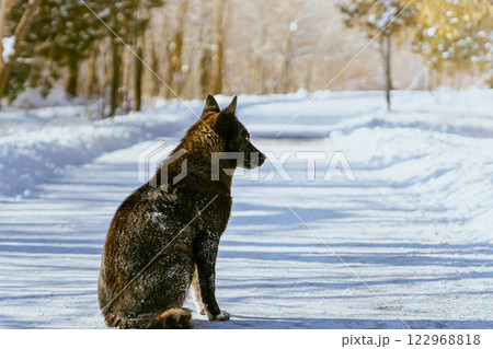 Dog in the winter. High quality photo 122968818