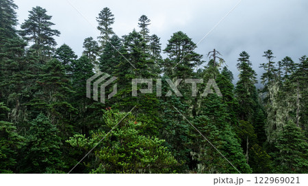 Beautiful high altitude forest mountain landscape in the fog 122969021