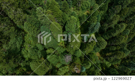 Aerial view of beautiful high altitude forest  mountain landscape 122969027