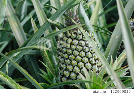 Pineapple grow on tree in garden Pineapple grow on tree in garden 122969039