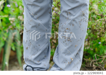 Bidens pilosa beggartick on trouses Bidens pilosa beggartick on trouses 122969041