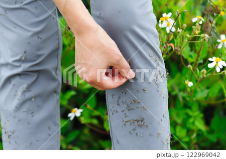 Bidens pilosa beggartick on trouses 122969042