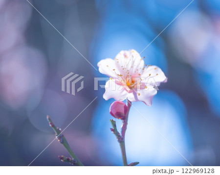 早咲きの梅の花 122969128