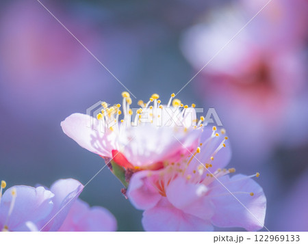 早咲きの梅の花 早咲きの梅の花 122969133