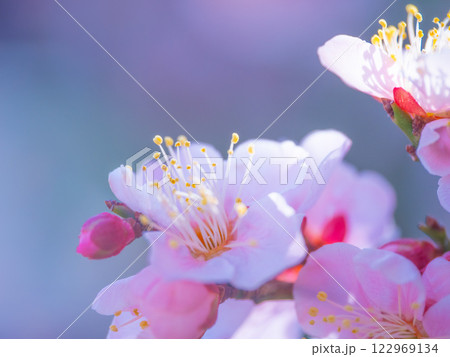 早咲きの梅の花 122969134