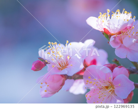 早咲きの梅の花 122969135
