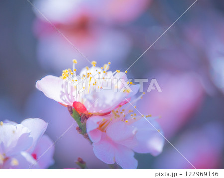 早咲きの梅の花 122969136