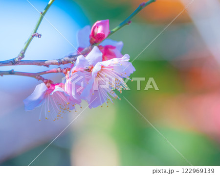 早咲きの梅の花 122969139