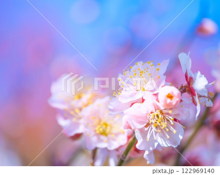 早咲きの梅の花 早咲きの梅の花 122969140