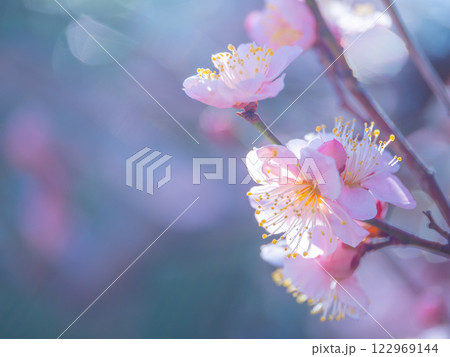 早咲きの梅の花 122969144