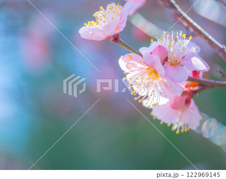 早咲きの梅の花 122969145