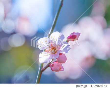 早咲きの梅の花 早咲きの梅の花 122969164