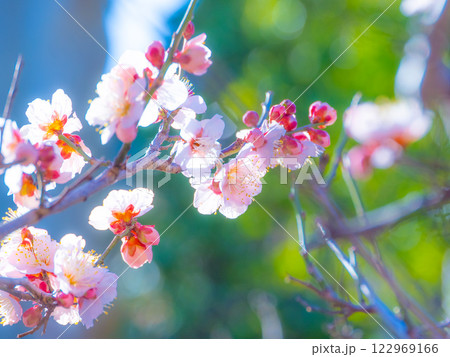 早咲きの梅の花 早咲きの梅の花 122969166