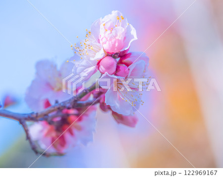 早咲きの梅の花 早咲きの梅の花 122969167