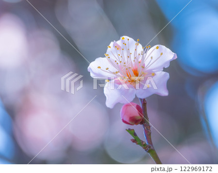 早咲きの梅の花 早咲きの梅の花 122969172
