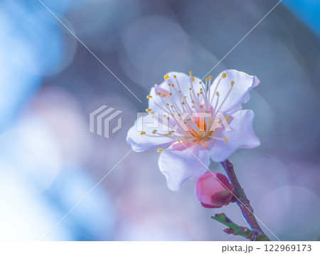 早咲きの梅の花 122969173
