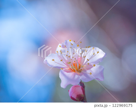 早咲きの梅の花 122969175
