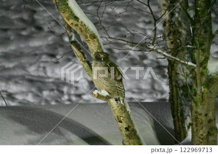 シマフクロウ シマフクロウ 122969713