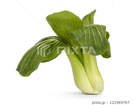 Bok choy or paksoi vegetable on white background 122969767