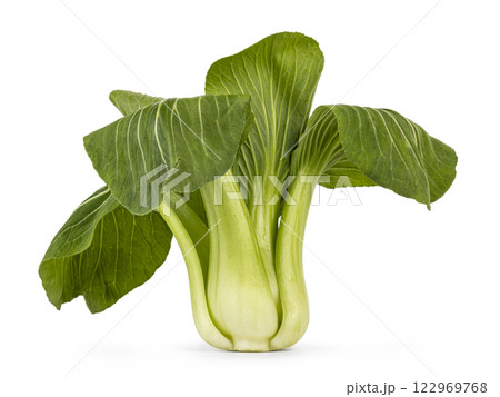 Bok choy or paksoi vegetable on white background Bok choy or paksoi vegetable on white background 122969768