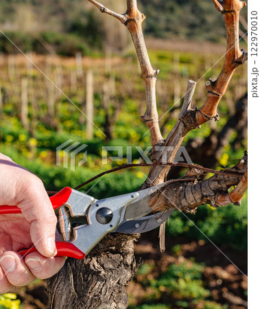 Farmer pruning the vine in winter. Agriculture. 122970010