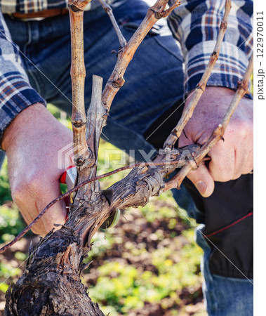 Farmer pruning the vine in winter. Agriculture. Farmer pruning the vine in winter. Agriculture. 122970011