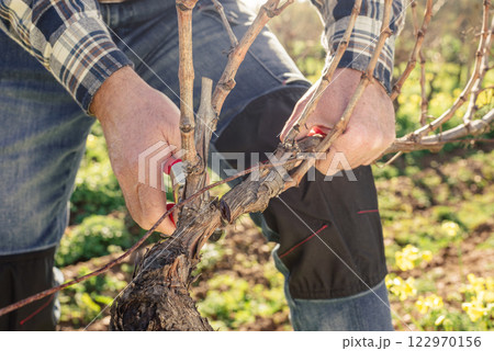 Farmer performs pruning of the vineyard in a winter sunset. Agriculture. Farmer performs pruning of the vineyard in a winter sunset. Agriculture. 122970156