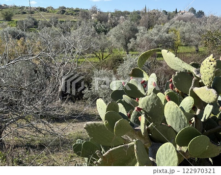 Cacti in Mediterranean landscape with olive trees. A cactus with jointed stems and oval flattened segments, having a large pear-shaped prickly fruits. Cacti in Mediterranean landscape with olive trees. A cactus with jointed stems and oval flattened segments, having a large pear-shaped prickly fruits. 122970321