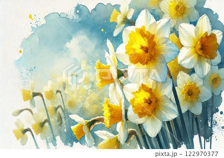 スイセンの花・青空 スイセンの花・青空 122970377