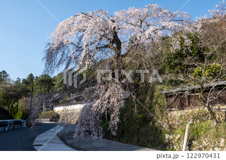 弾正糸桜 122970431
