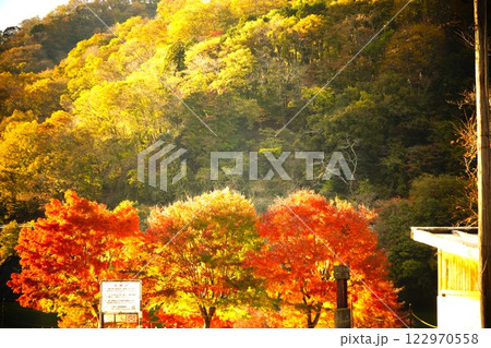 紅葉に染まりゆく丹沢 122970558