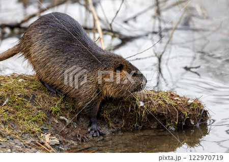 A nutria or coypu (Myocastor coypus) stands on the bank of a pond A nutria or coypu (Myocastor coypus) stands on the bank of a pond 122970719