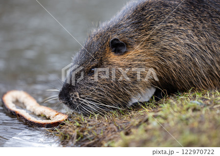 A nutria or coypu (Myocastor coypus) nibbles on a slice of bread on the bank of a pond A nutria or coypu (Myocastor coypus) nibbles on a slice of bread on the bank of a pond 122970722