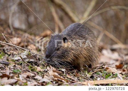 A nutria or coypu (Myocastor coypus) sits near water on a meadow with foliage A nutria or coypu (Myocastor coypus) sits near water on a meadow with foliage 122970728