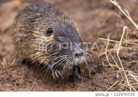 A nutria or coypu (Myocastor coypus) stands on an earthy ground A nutria or coypu (Myocastor coypus) stands on an earthy ground 122970729
