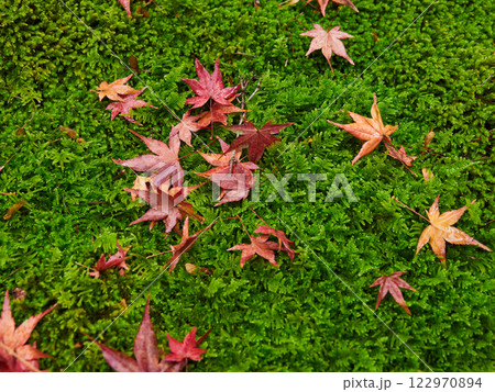 冬の公園の緑色の苔の上にある紅葉の落ち葉の風景 122970894