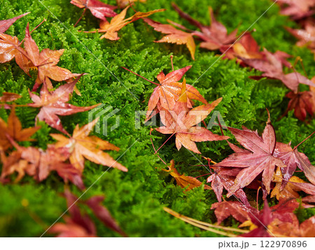 冬の公園の緑色の苔の上にある紅葉の落ち葉の風景 122970896