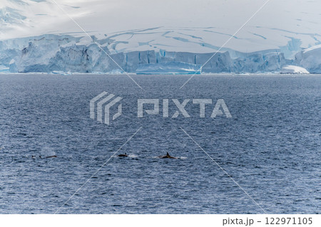 Killer whales in the Antarctic Killer whales in the Antarctic 122971105