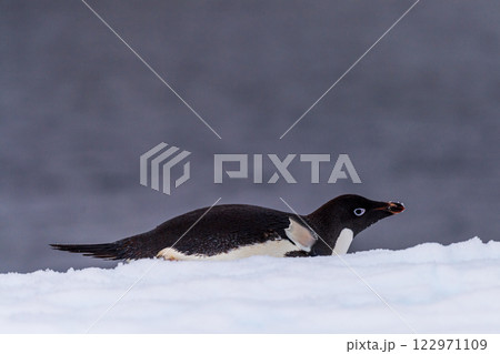 Adelie Penguin standing on an iceberg Adelie Penguin standing on an iceberg 122971109