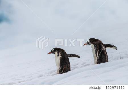 Gentoo colony at Danco Island Gentoo colony at Danco Island 122971112