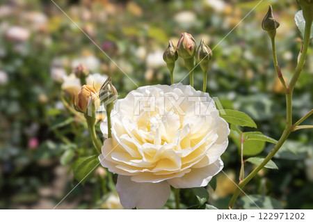 イングリッシュガーデンのバラ 122971202