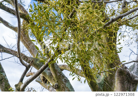 京都市伏見区 大木に寄生したヤドリギ 宿り木 京都市伏見区 大木に寄生したヤドリギ 宿り木 122971308