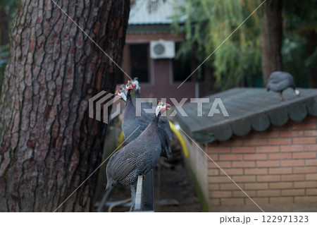 Female peacock screaming and sitting outdoors Female peacock screaming and sitting outdoors 122971323