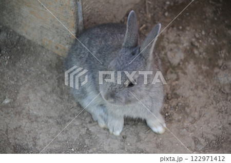 子ウサギ 子ウサギ 122971412