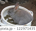 ウサギの親子 122971435