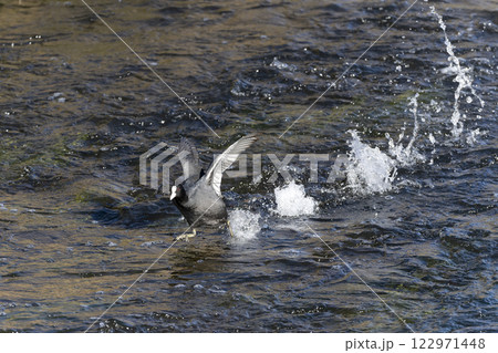 オオバン オオバン 122971448