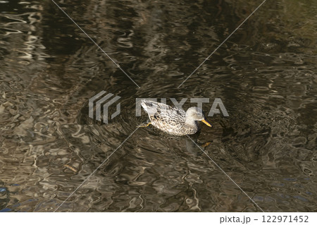 オカヨシガモ 122971452