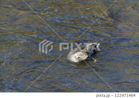 オカヨシガモ オカヨシガモ 122971464