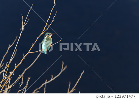 カワセミ 122971477