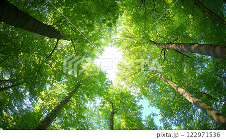 Tranquil Forest Canopy With Sunlight Filtering Through Leaves 122971536